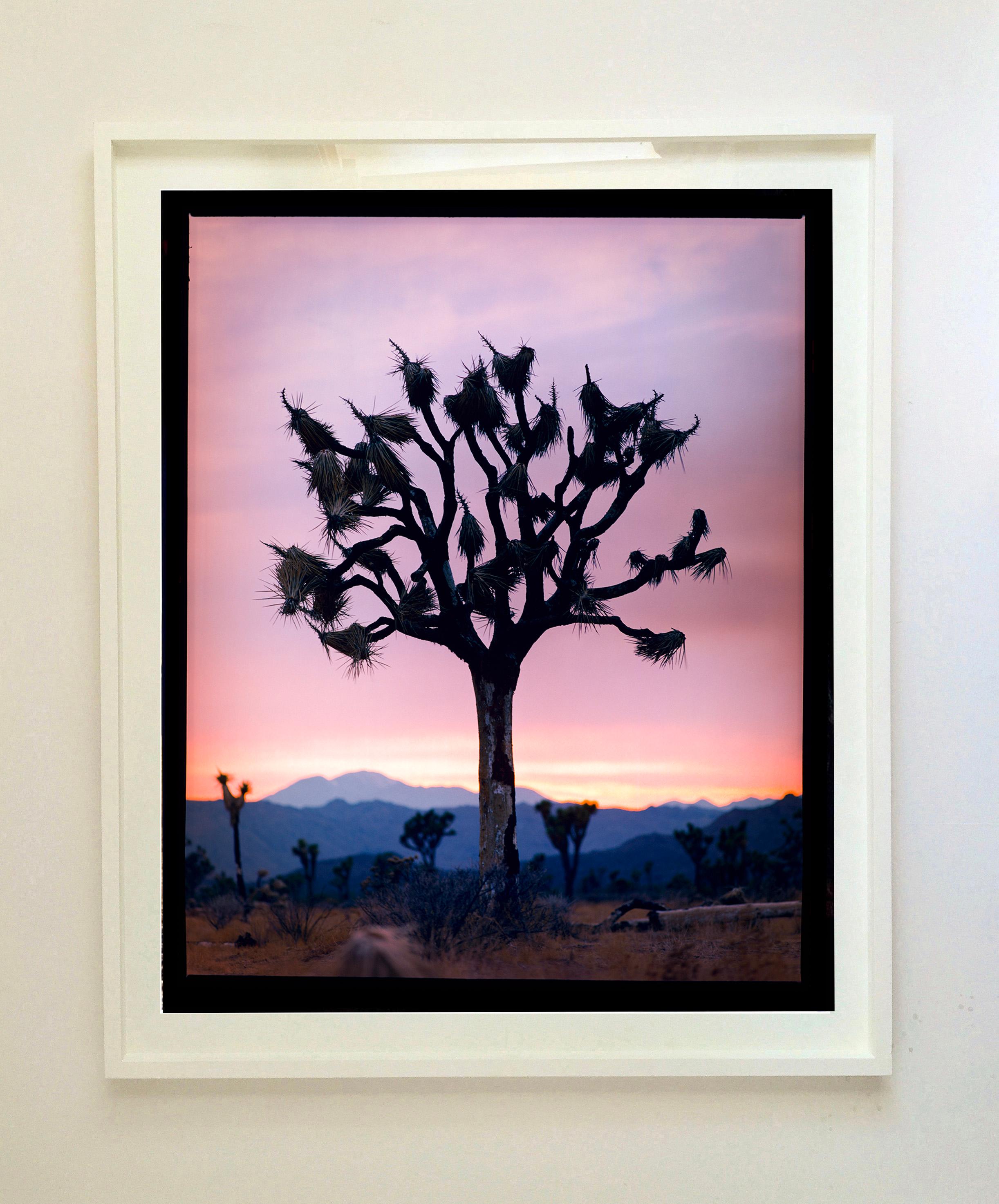 Joshua Tree, Mojave Desert, California (M)- American landscape color photography - Contemporary Photograph by Richard Heeps