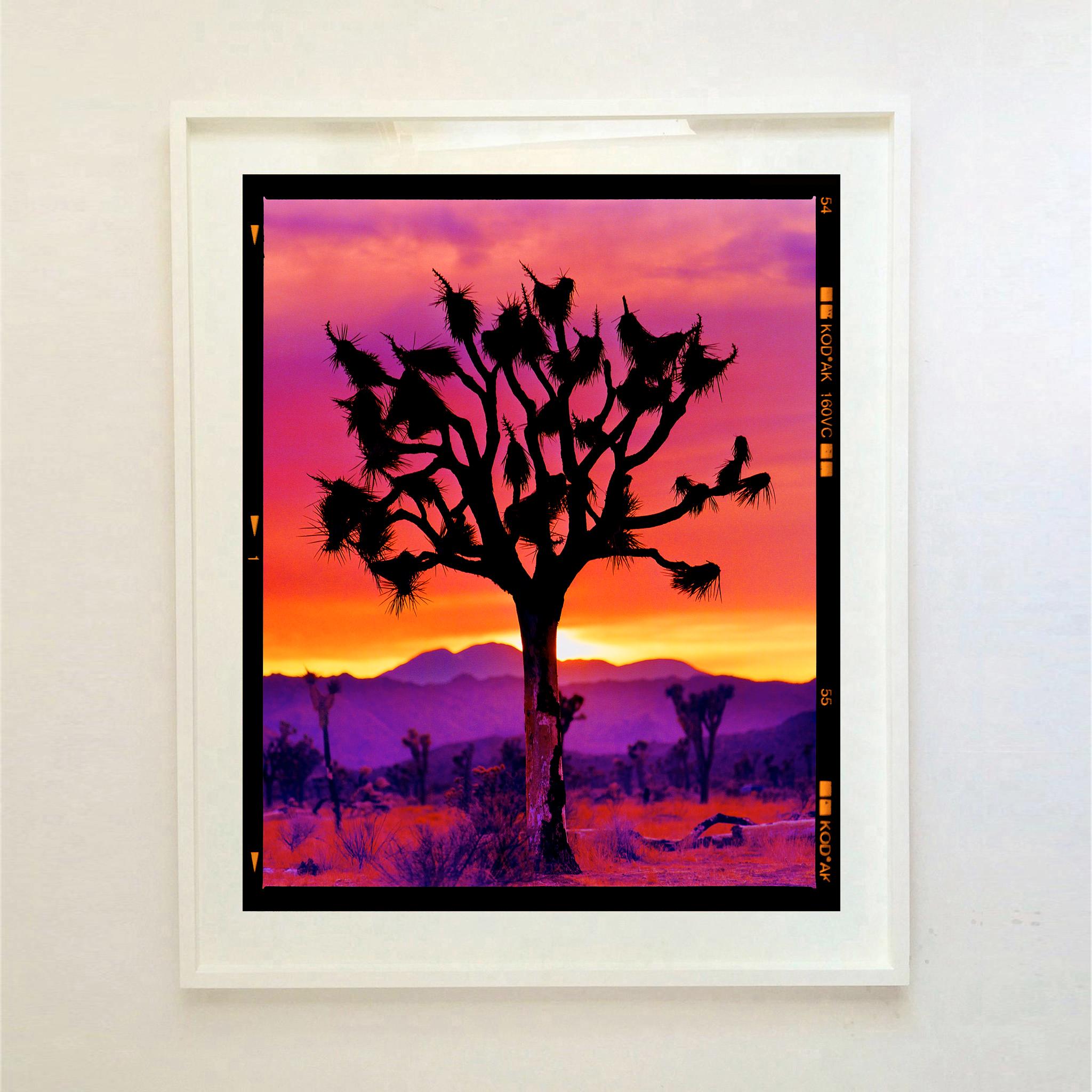 Joshua Tree (Portrait Mojave) Wüste Kalifornien Landschaftsfotografie (Pink), Color Photograph, von Richard Heeps
