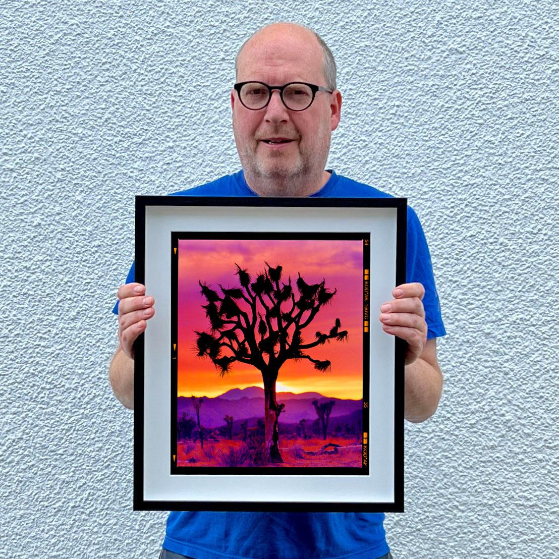 Foto des amerikanischen Wüstenbaums Joshua Tree aus der Serie Traum in Farbe von Richard Heeps. Der ikonische Joshua Tree erhebt sich stolz als Silhouette gegen die magischen, vielschichtigen Farben des Wüstenhimmels bei Sonnenuntergang.

Dieses