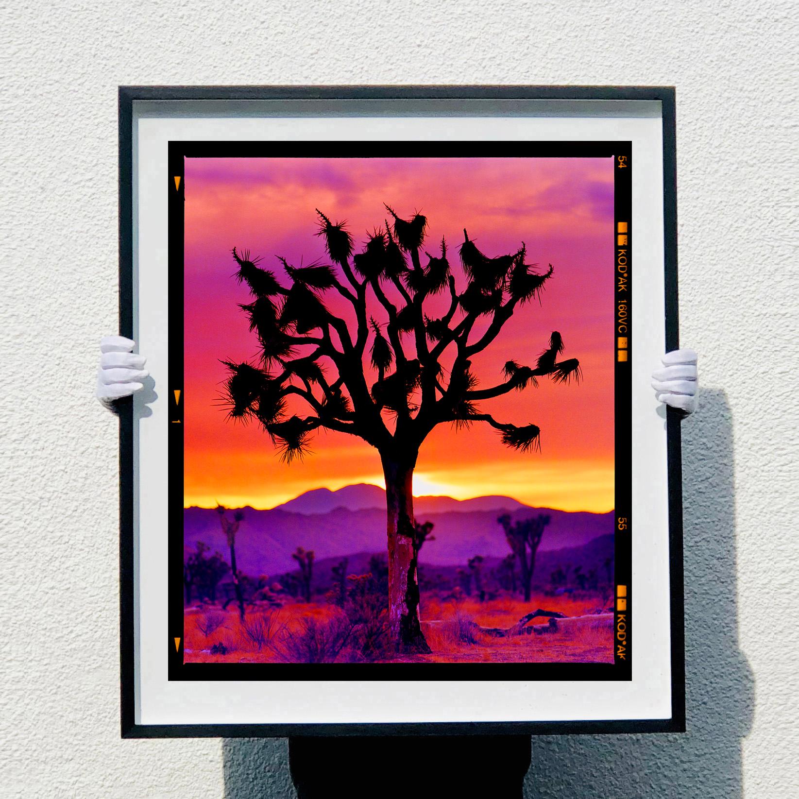 Joshua Tree (Portrait Mojave) Wüste Kalifornien Landschaftsfotografie im Angebot 3