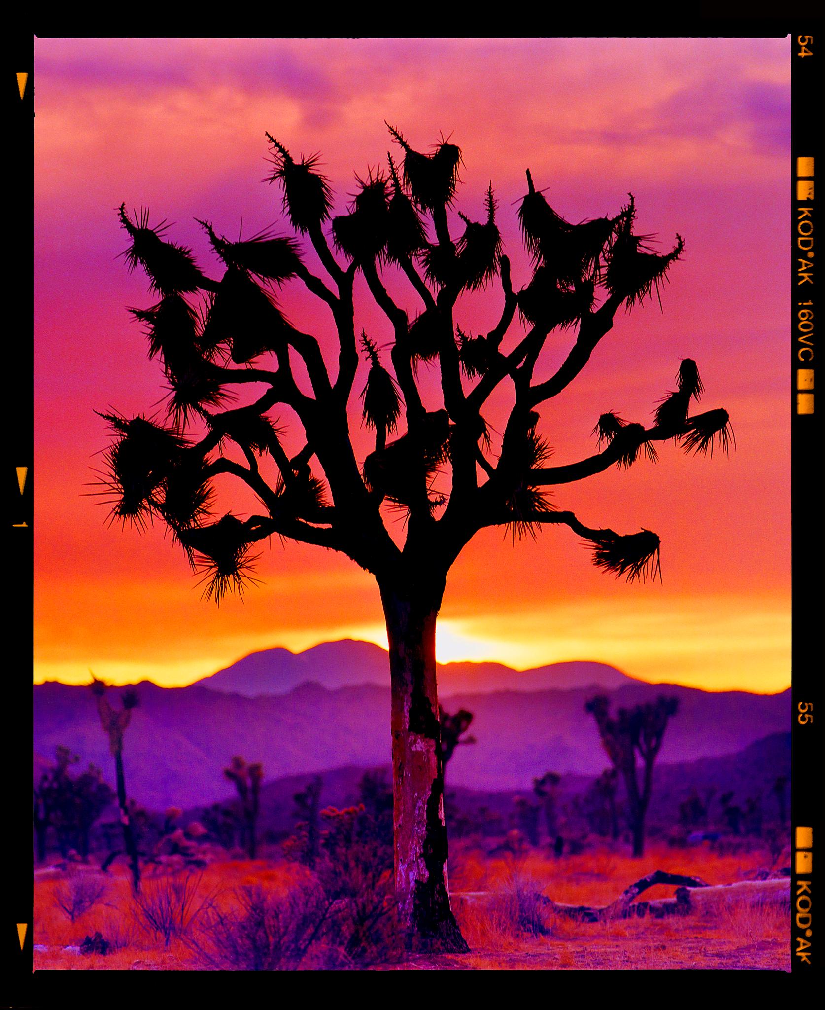 Richard Heeps Color Photograph – Joshua Tree (Portrait Mojave) Wüste Kalifornien Landschaftsfotografie