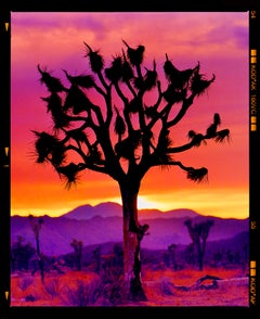 Joshua Tree (Portrait Mojave) Désert de Californie Photographie de paysage