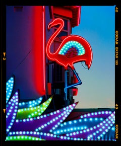 Flamant rose, Norfolk - Photographie couleur Pop Art