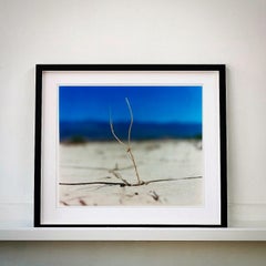 Nine Piece Desert Oasis Installation - Waterscape and Landscape Color Photograph