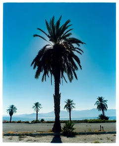 Palm Tree, Salton Sea, California - Blue American Landscape Color Photograph