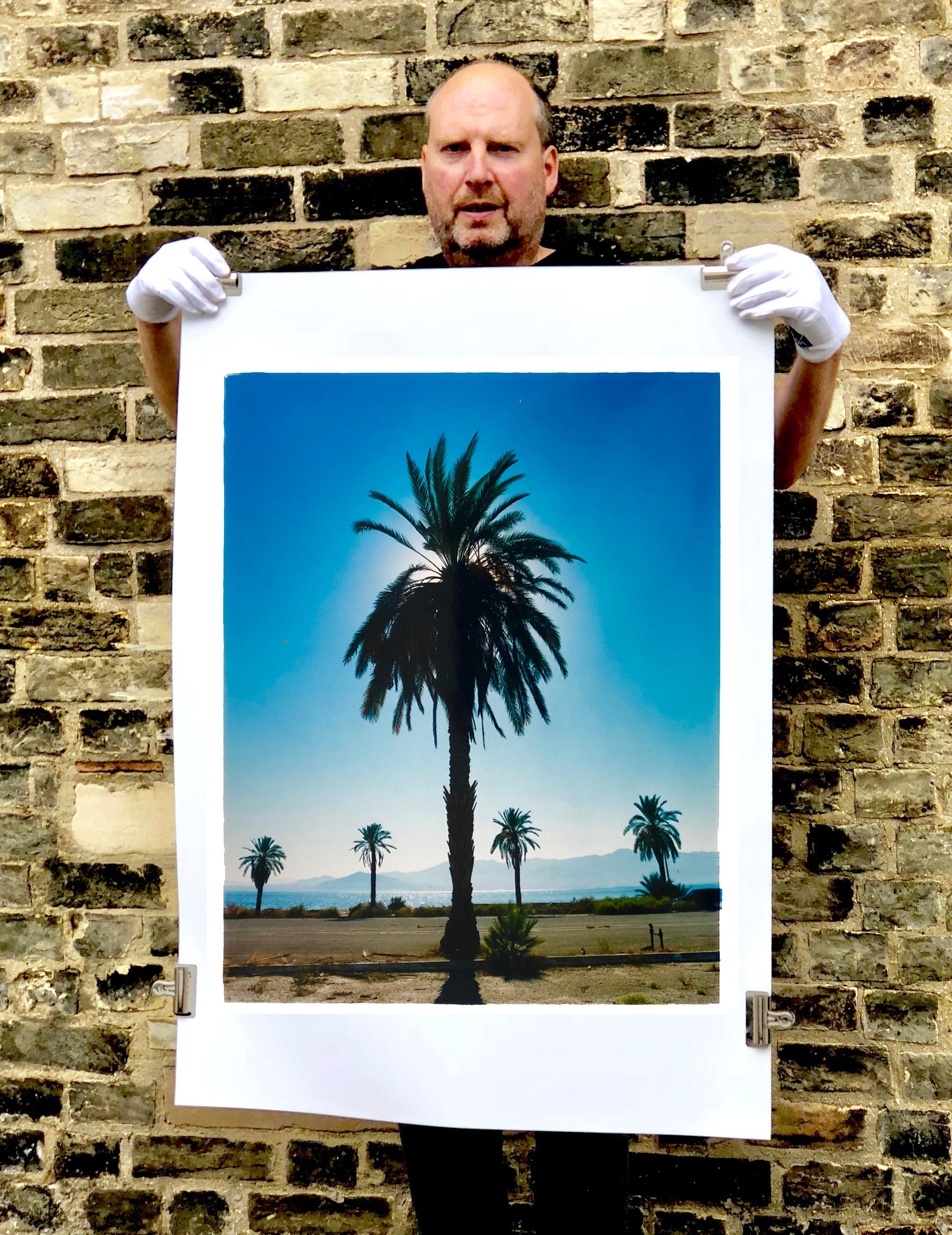 Palm Tree, Salton Sea, California - Blue sky palm print color photo - Photograph by Richard Heeps