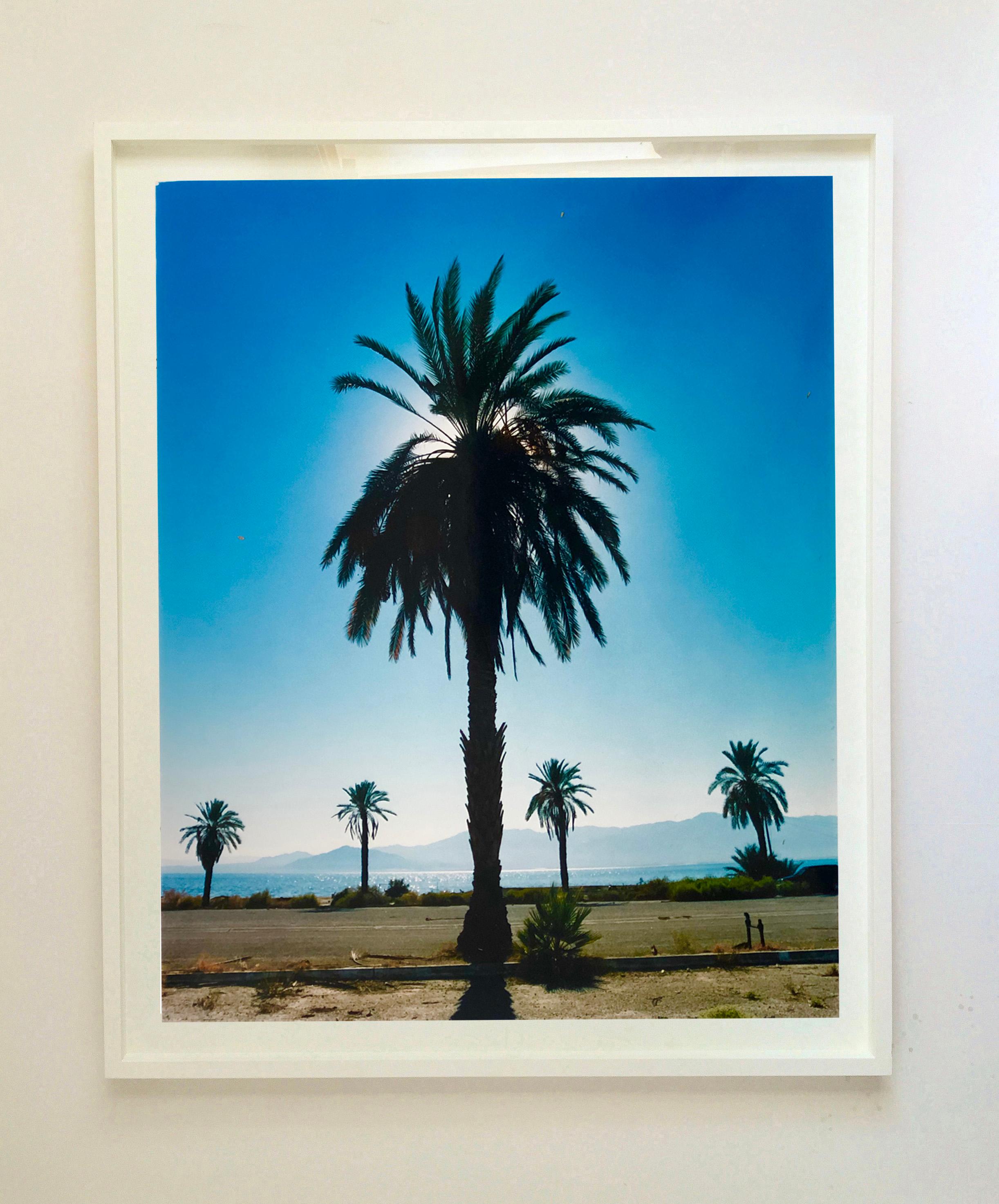 Palm Tree, Salton Sea, California - Blue sky palm print color photo - Photograph by Richard Heeps