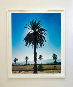 Palm Tree, Salton Sea, California - Blue sky palm print color photo