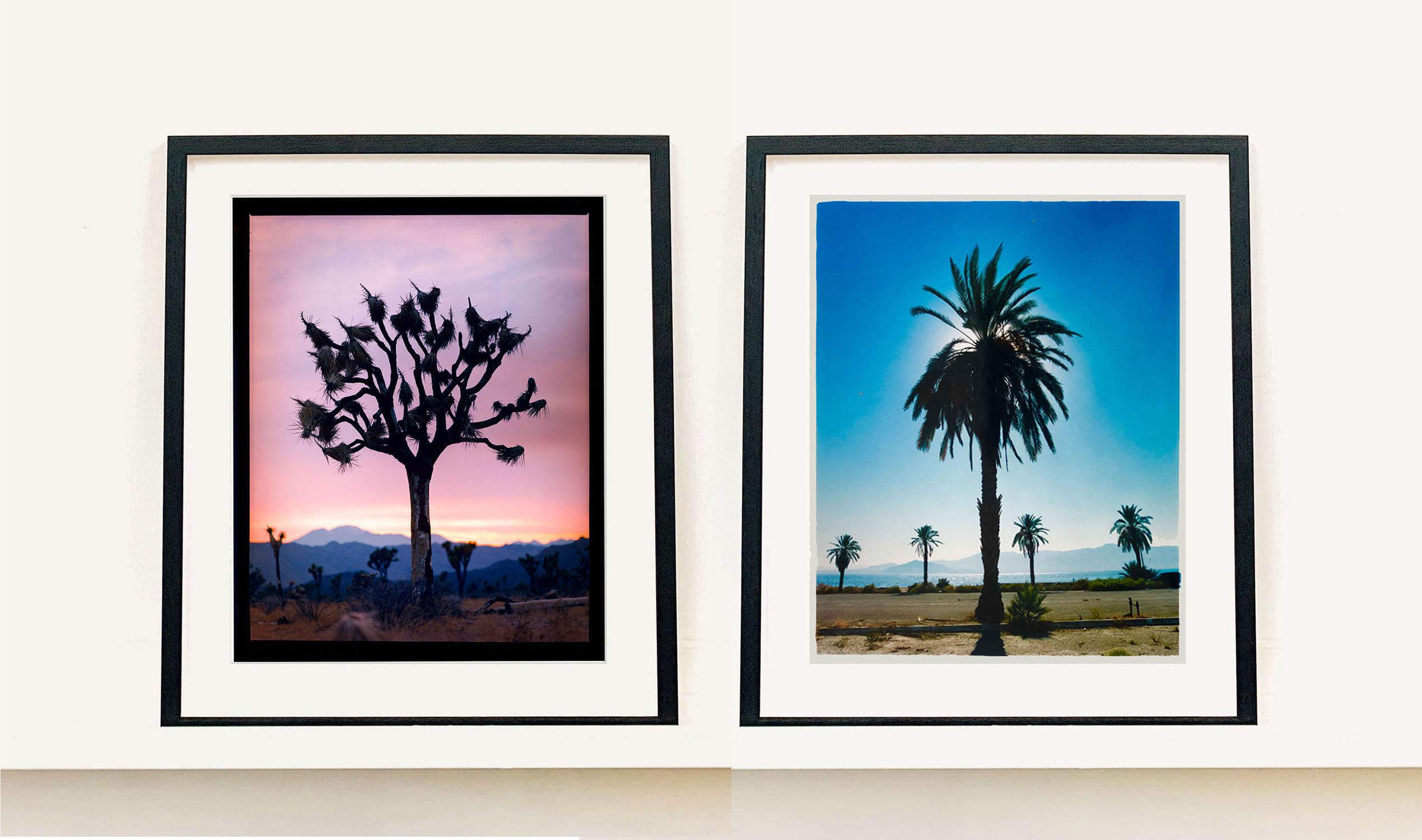 Palm Tree, Salton Sea, California - Blue sky palm print color photo - Contemporary Photograph by Richard Heeps
