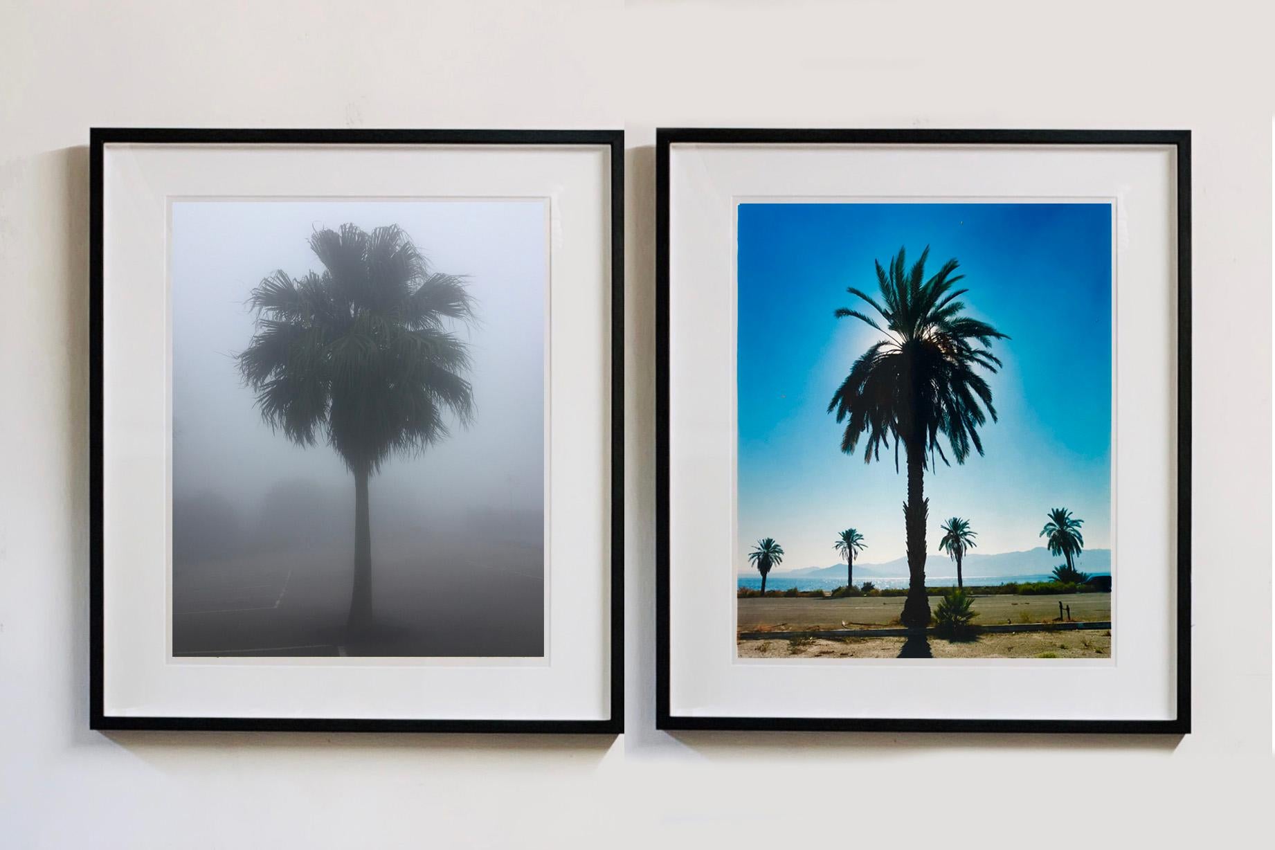 Palmenbaum, Salton Sea, Kalifornien - Blaues Himmelpalmendruck-Farbfoto im Angebot 4