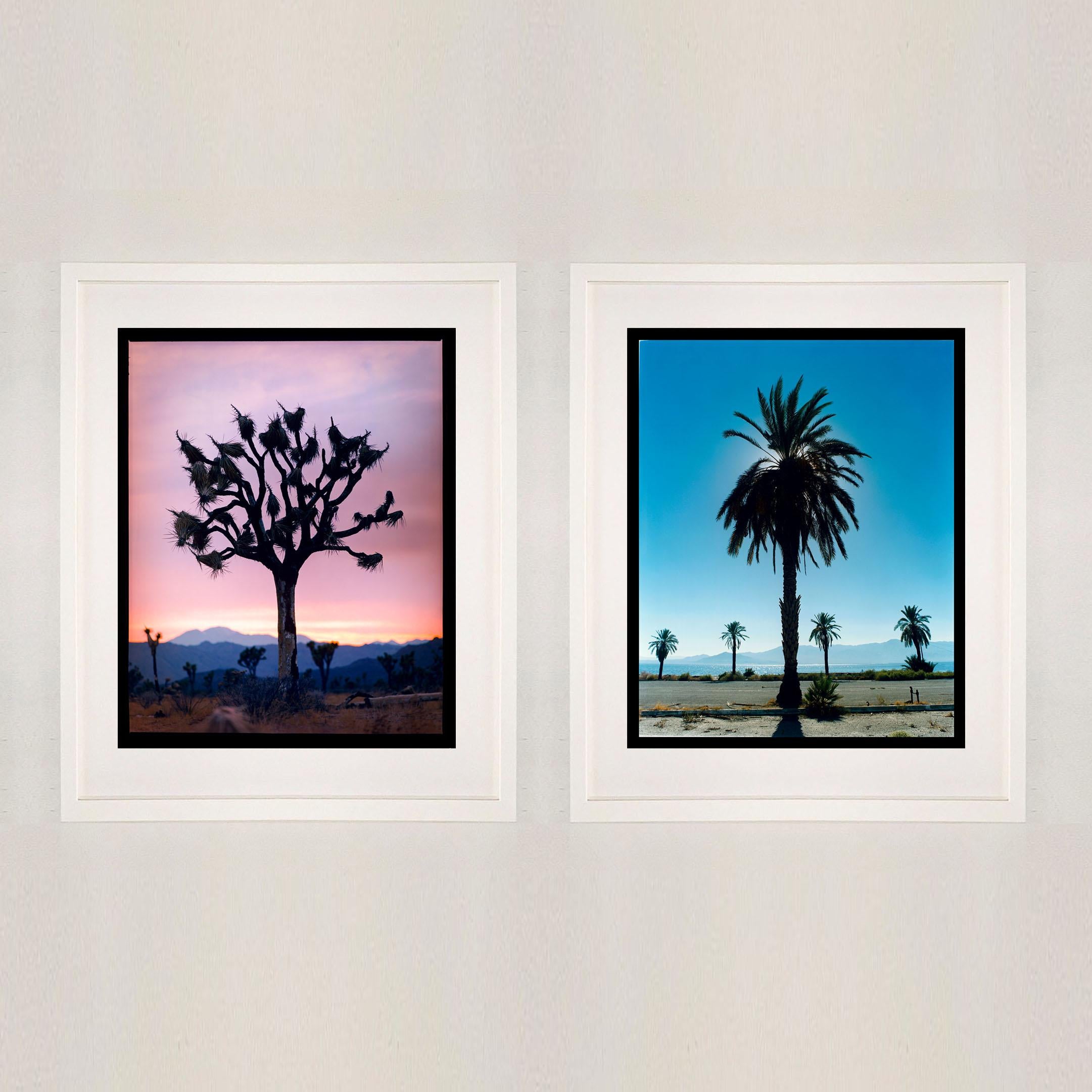 Palma Salton Sea Joshua Tree, deserto del Mojave, fotografia a colori della California - Photograph di Richard Heeps