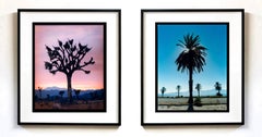 Palmier Salton Sea Joshua Tree, désert de Mojave, Californie photographie couleur