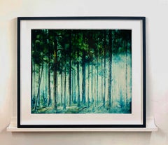 Ray of Light, Ho Chi Minh City - Color Photography of Trees