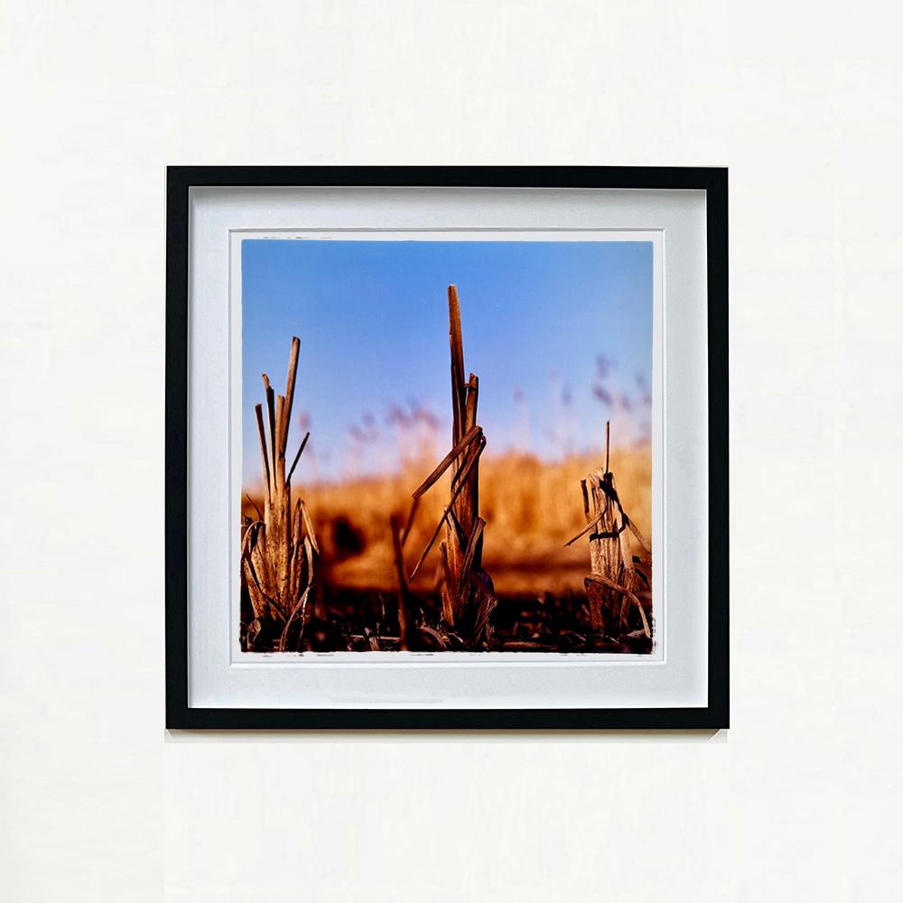 Reed Bed II, Wicken Fen, Cambridgeshire - landscape nature photograph - Photograph by Richard Heeps