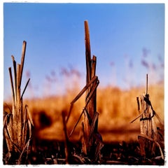 Reed Bed II, Wicken Fen, Cambridgeshire - landscape nature photograph