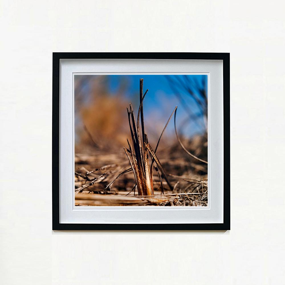 Reed Bed, Wicken Fen, Cambridgeshire - landscape nature photograph - Photograph by Richard Heeps
