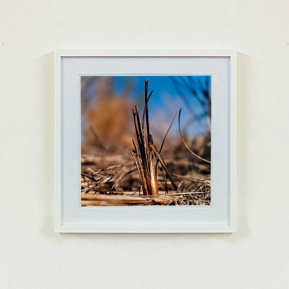Reed Bed, Wicken Fen, Cambridgeshire - landscape nature photograph - Contemporary Photograph by Richard Heeps