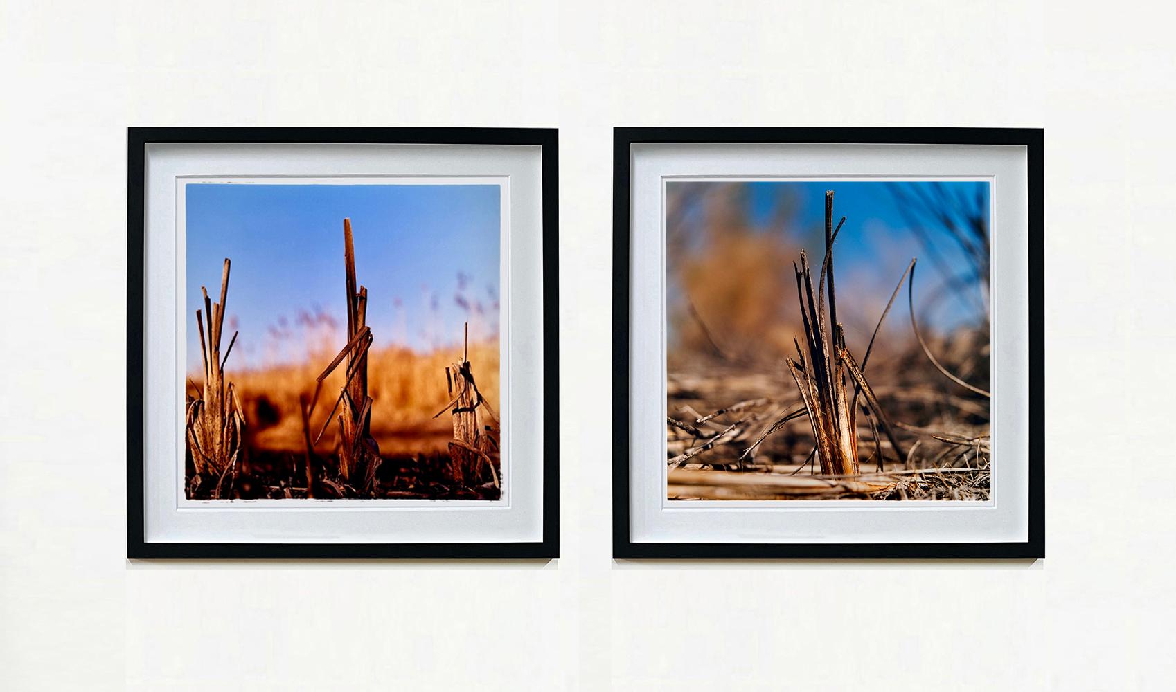 Reed Bed, square format nature photograph by Richard Heeps taken when documenting Wicken Fen.
Richard has a love for the unique Fenland landscape around his Cambridgeshire home capturing it both for personal projects as well as being commissioned to