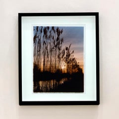 Reeds, Wicken Fen, Cambridgeshire - landscape nature photograph