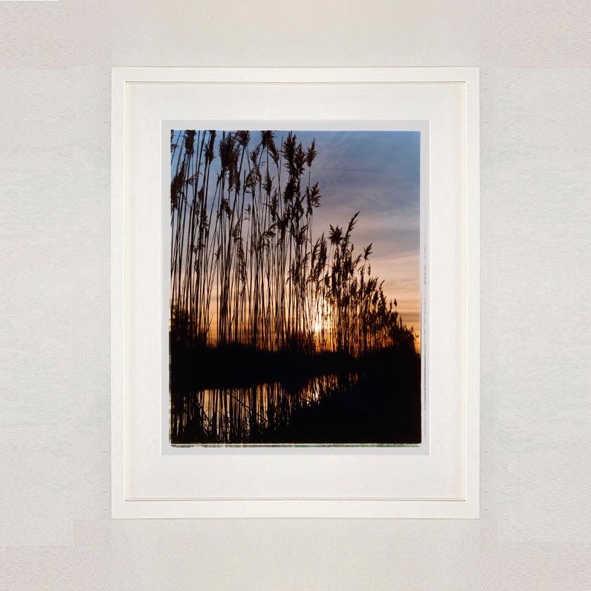 Reeds, Wicken Fen, Cambridgeshire - landscape nature photograph - Contemporary Photograph by Richard Heeps