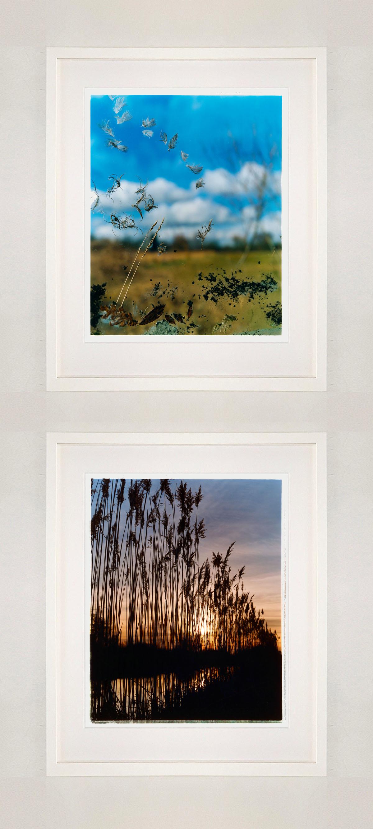 Reeds, Wicken Fen, Cambridgeshire - landscape nature photograph For Sale 1