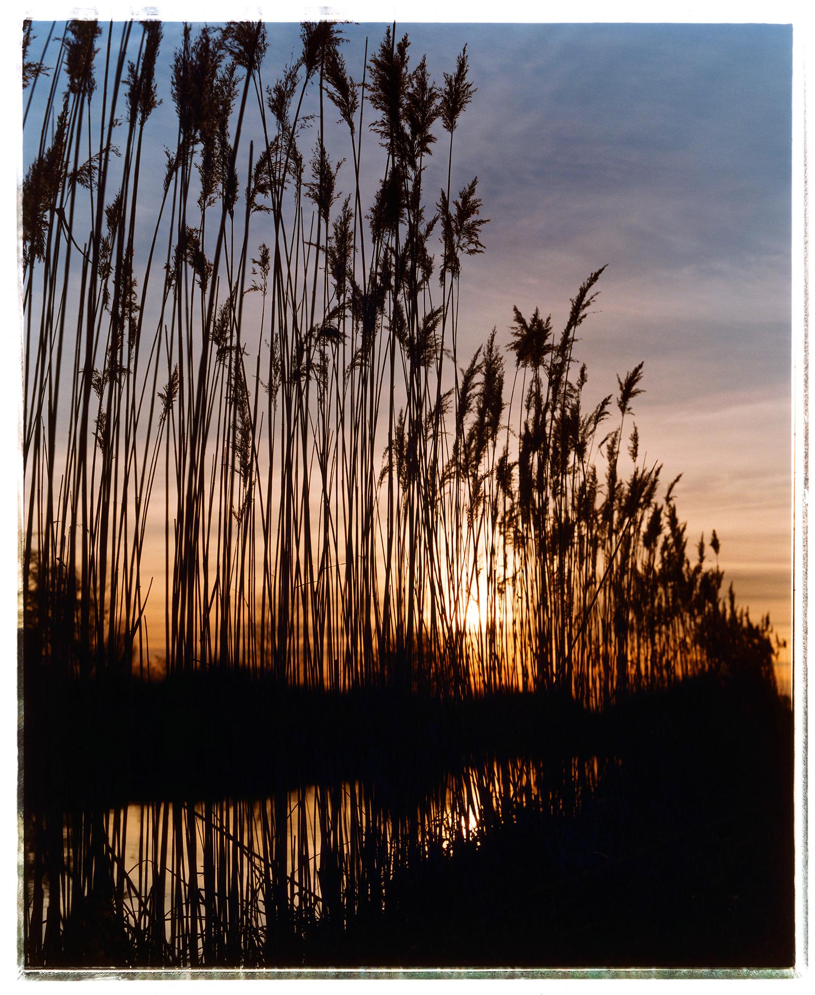 Richard Heeps Landscape Photograph - Reeds, Wicken Fen, Cambridgeshire - landscape nature photograph