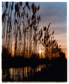 Roseaux, Wicken Fen, Cambridgeshire - photographie de paysage et de nature