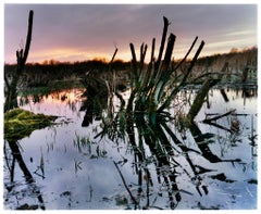 Sedge Fen, Wicken Fen, Cambridgeshire - landscape nature photograph