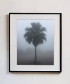 The Peak Palm Tree, Hong Kong - Palm print color photography