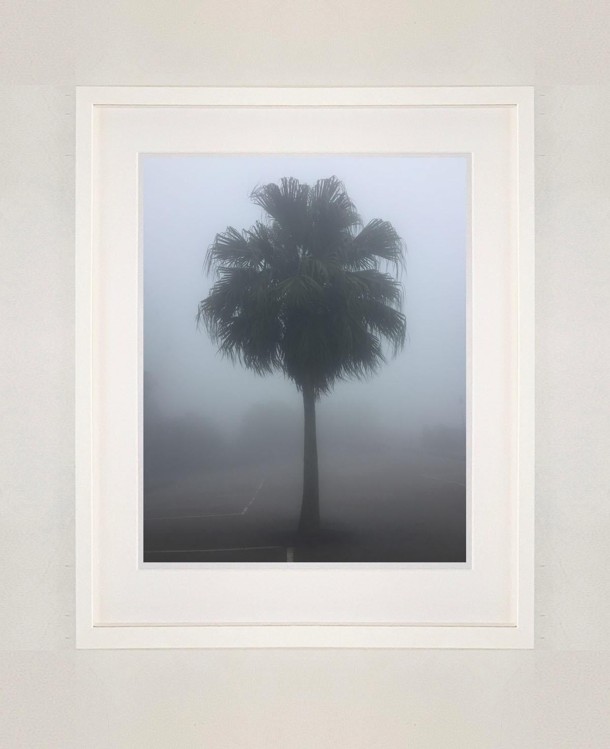 The Peak Palm Tree, Hong Kong - Palm print color photography - Photograph by Richard Heeps