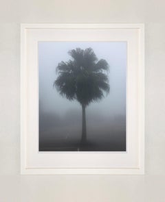 The Peak Palm Tree, Hong Kong - Palm print color photography