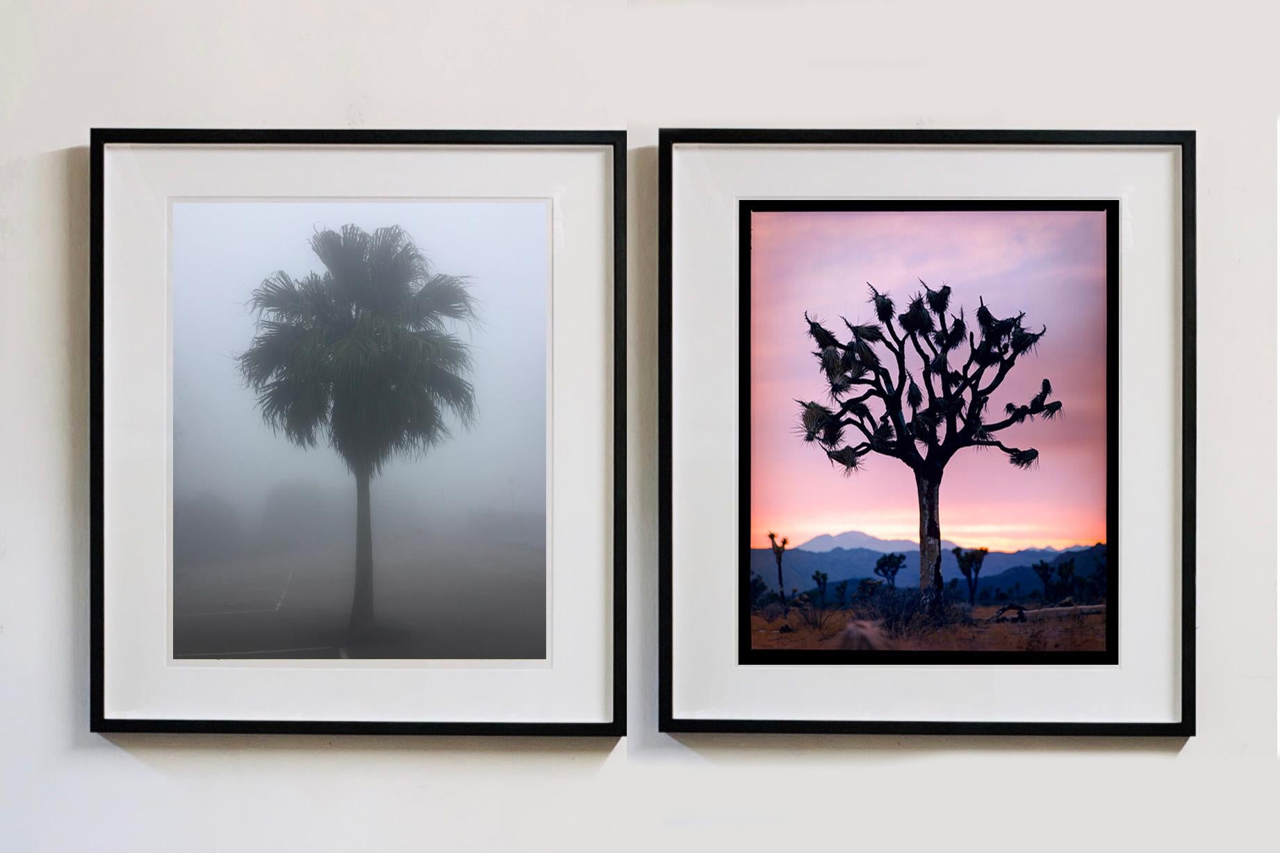 The Peak Palm Tree, Hong Kong - Palm print color photography - Contemporary Photograph by Richard Heeps