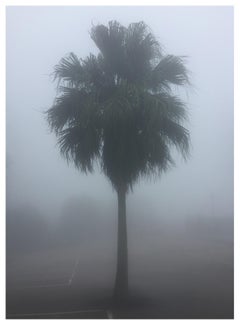 The Peak Palm Tree, Hong Kong - Photographie en couleur de palmier