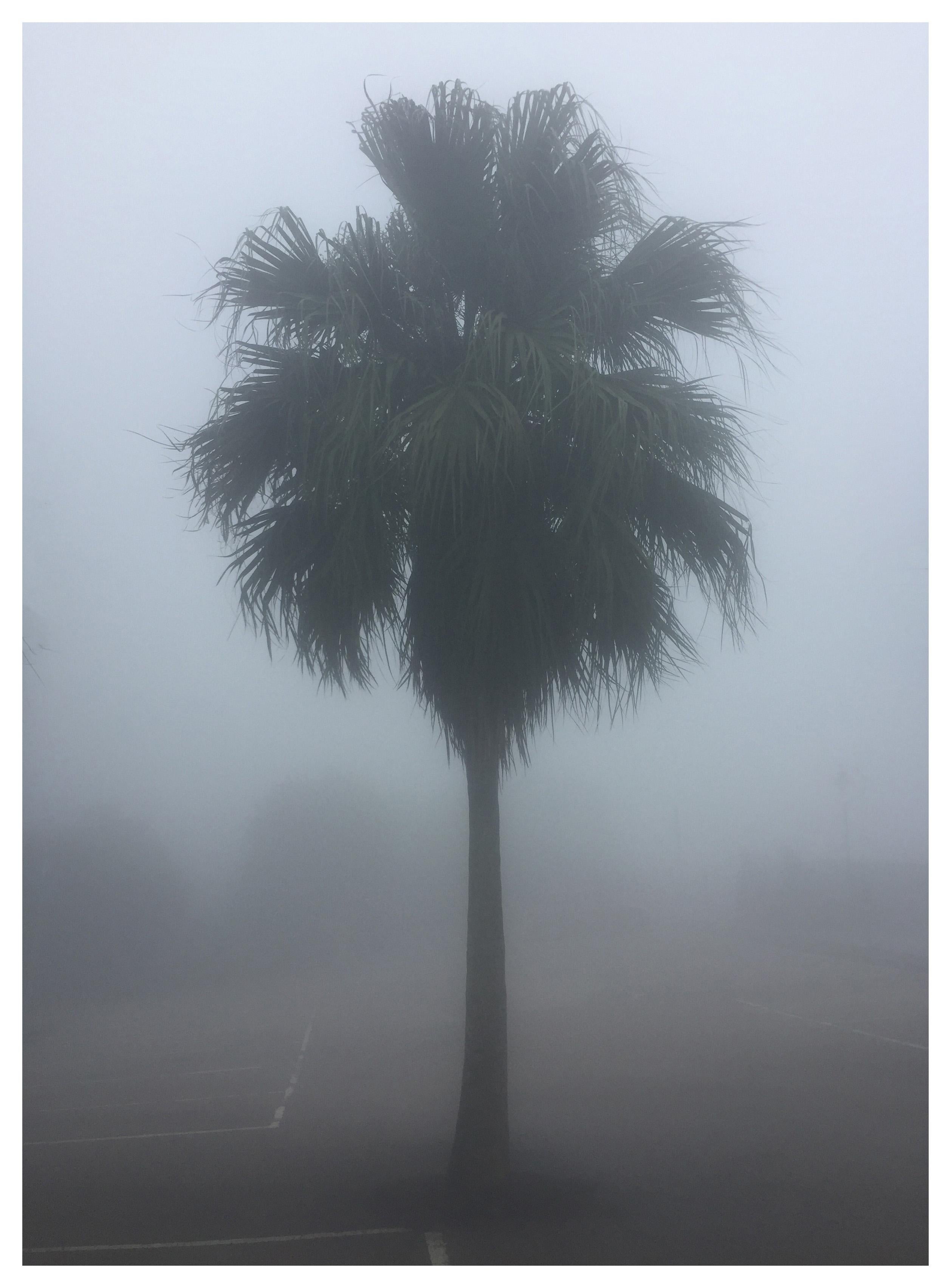 Richard Heeps Color Photograph - The Peak Palm Tree, Hong Kong - Palm print color photography