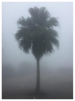 The Peak Palm Tree, Hong Kong - photographie couleur de palmier