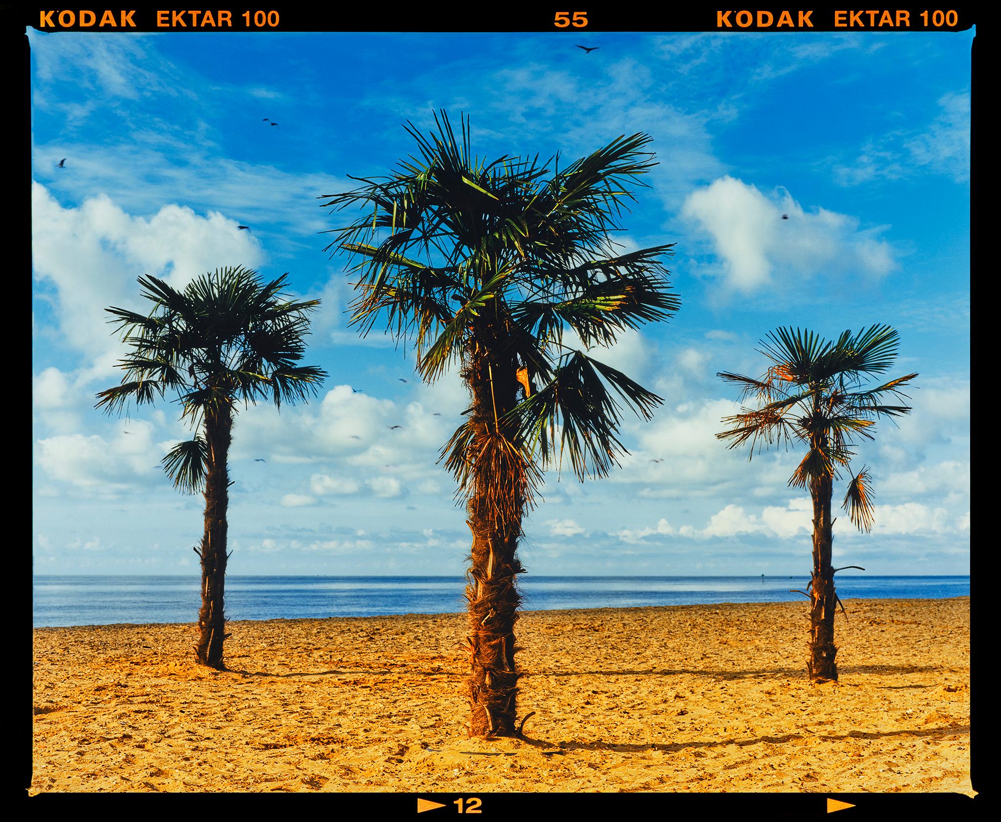Richard Heeps Print - Three Palms, Clacton-on-Sea - Summer Beach Palm Tree Photograph