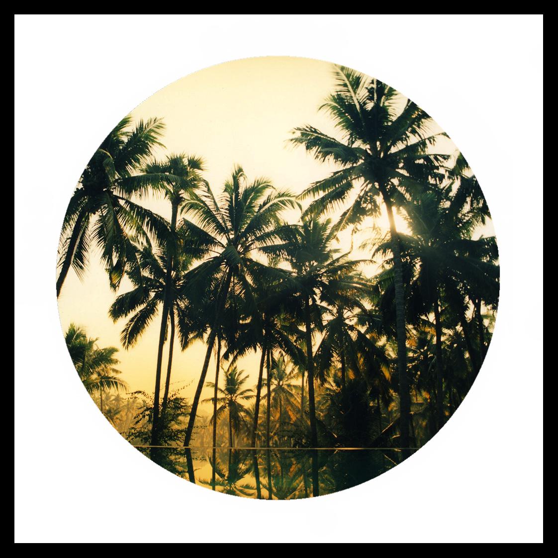 Richard Heeps Color Photograph – Vetyver-Pool, Kerala – Farbfotografie mit tropischem Palmendruck