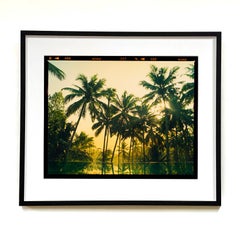 Vetyver-Poovar, Kerala – tropischer Palmendruck, indische Farbfotografie