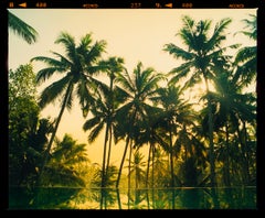 Vetyver-Poovar, Kerala – tropischer Palmendruck, indische Farbfotografie