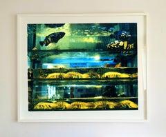 Le marché aux puces Wet Market, Kowloon, Hong Kong - Photographie couleur poisson