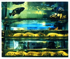 Used Wet Market, Kowloon, Hong Kong - Fish Tank Color Photography