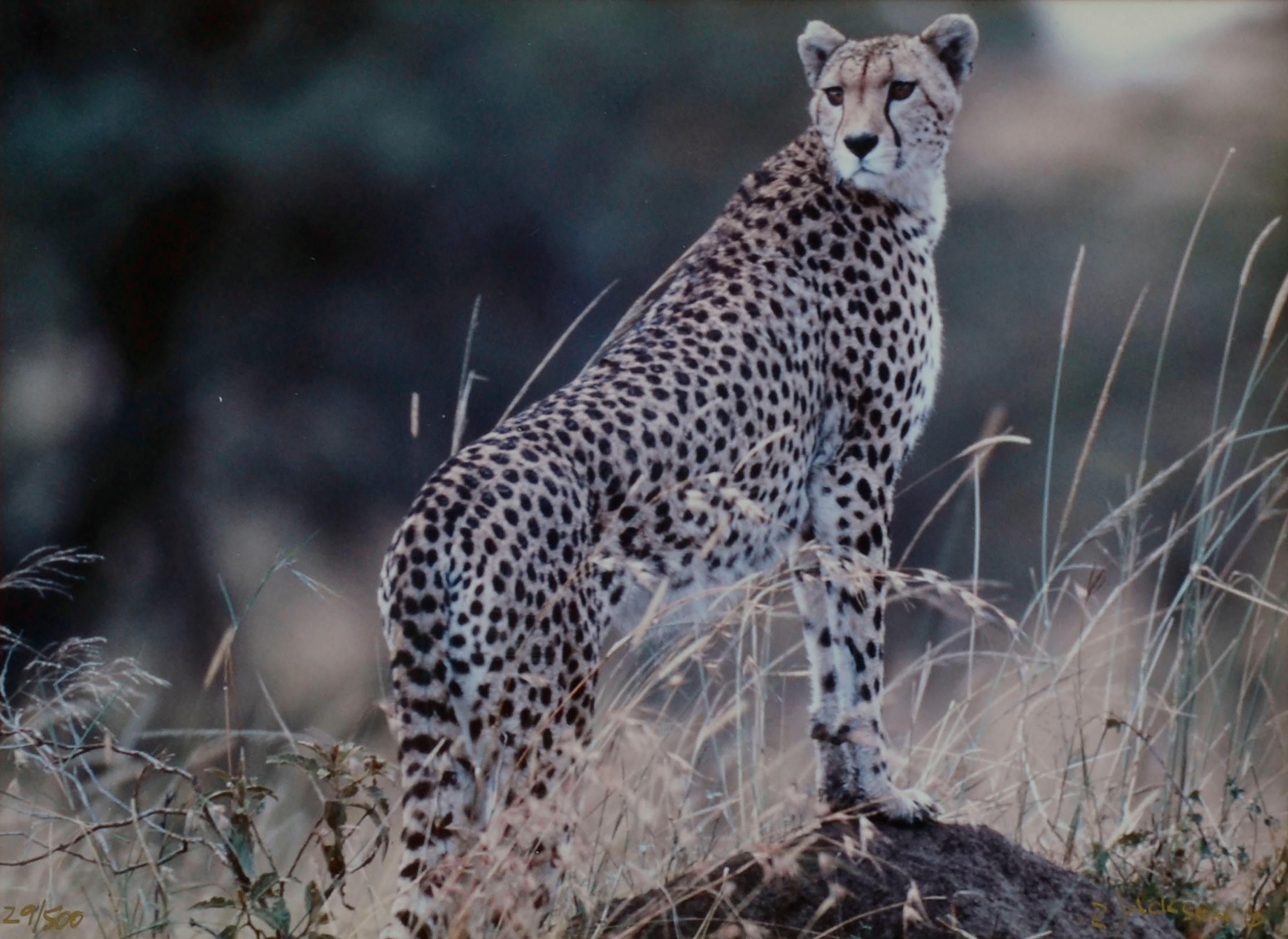 Cheetah - Masi Mara, Kenya  - Photograph by Richard Jackson