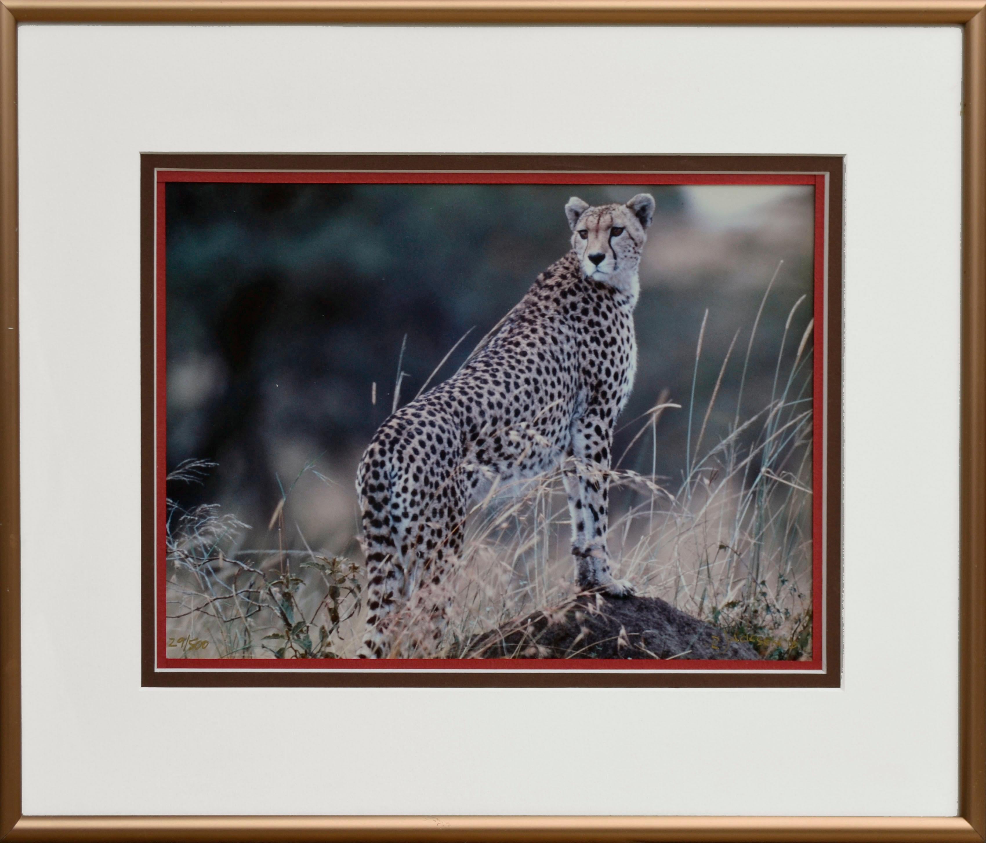 Richard Jackson Color Photograph - Cheetah - Masi Mara, Kenya 