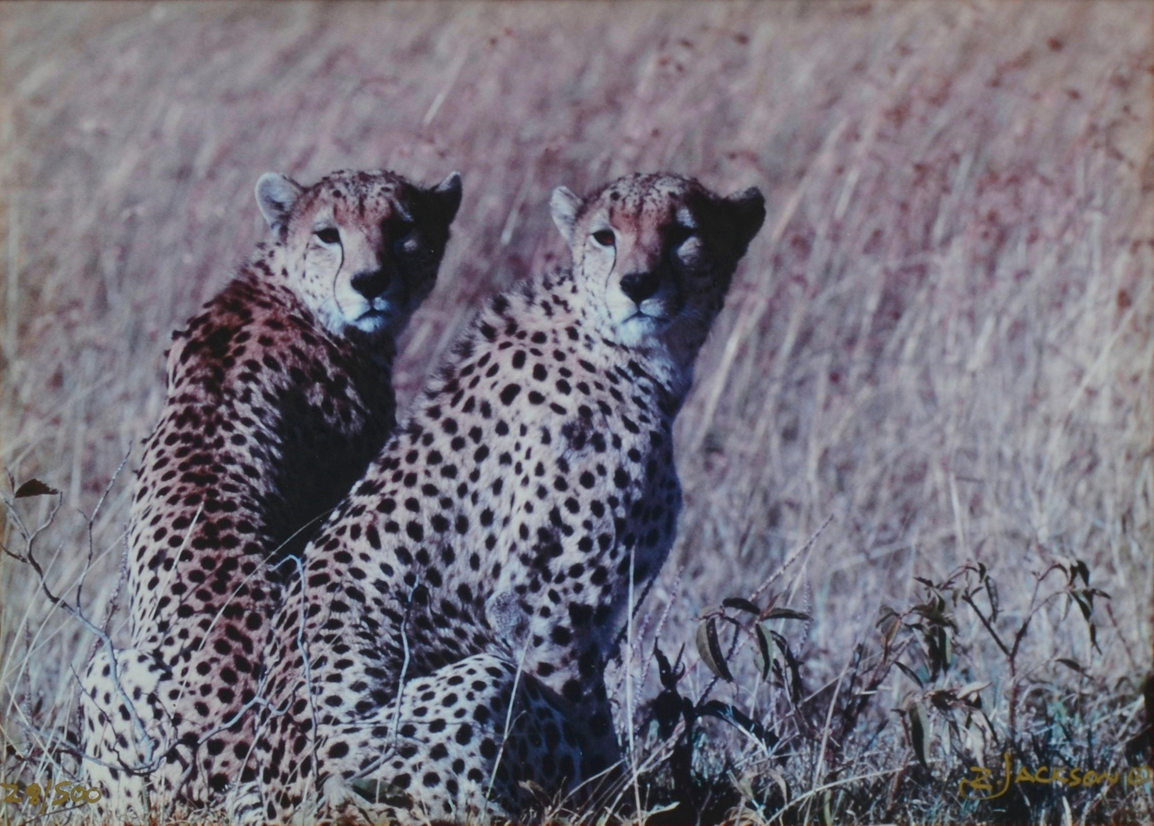 Two Cheetahs - Masi Mara, Kenya  - Photograph by Richard Jackson