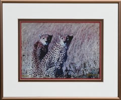 Two Cheetahs - Masi Mara, Kenya 