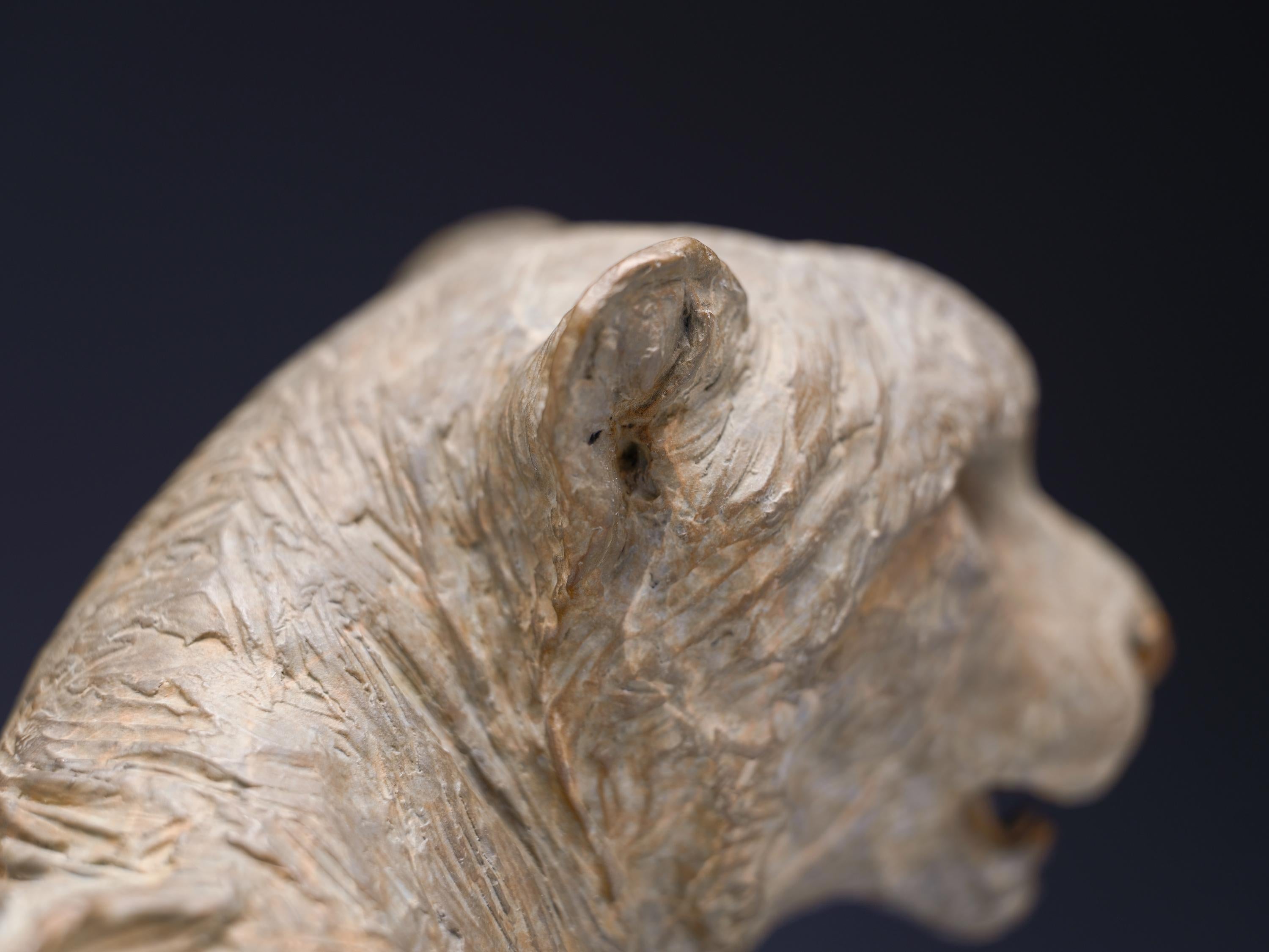 Busto di ghepardo, Atelier A 6