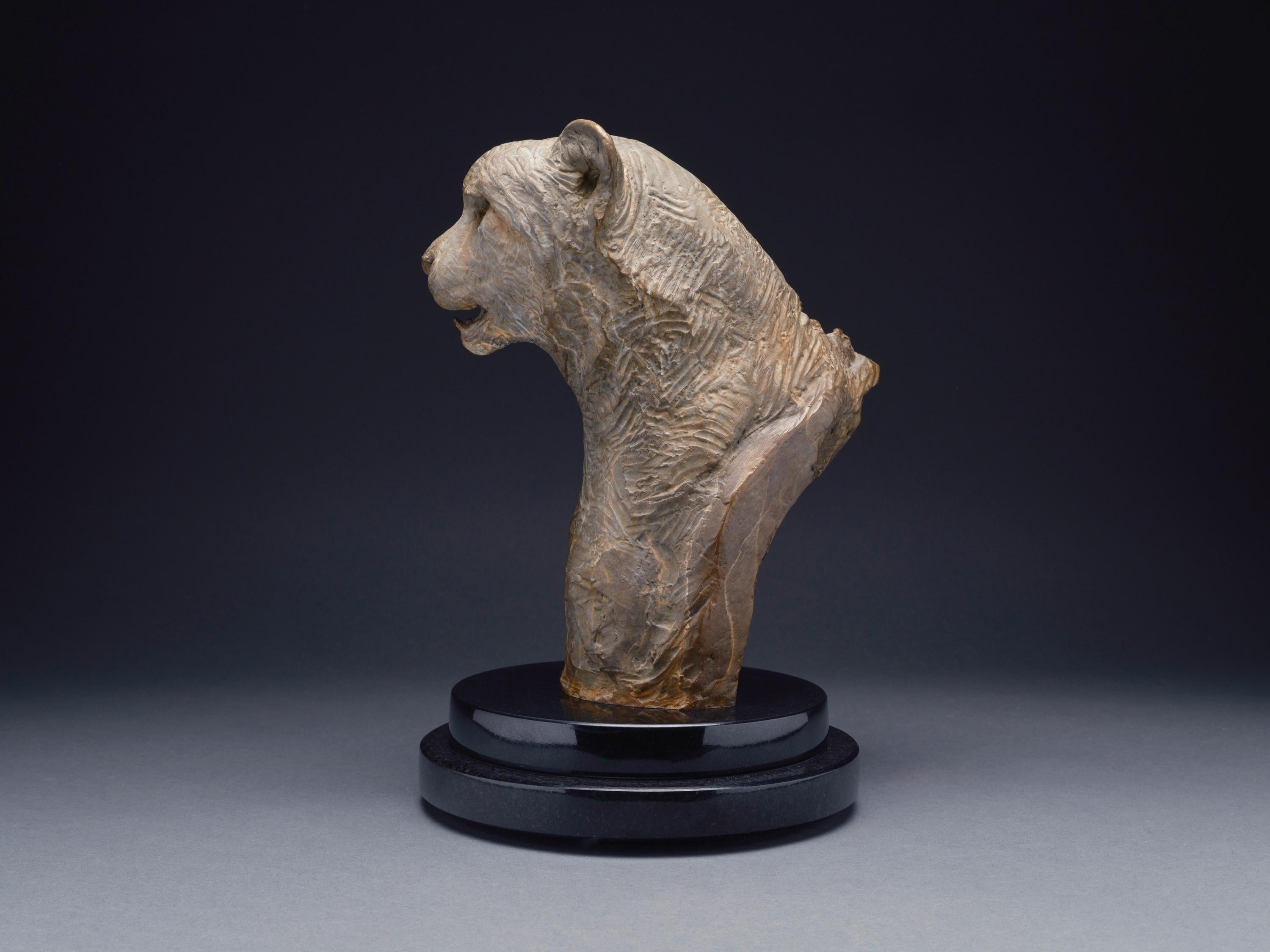 Cheetah Bust, Atelier - Gold Figurative Sculpture by Richard MacDonald