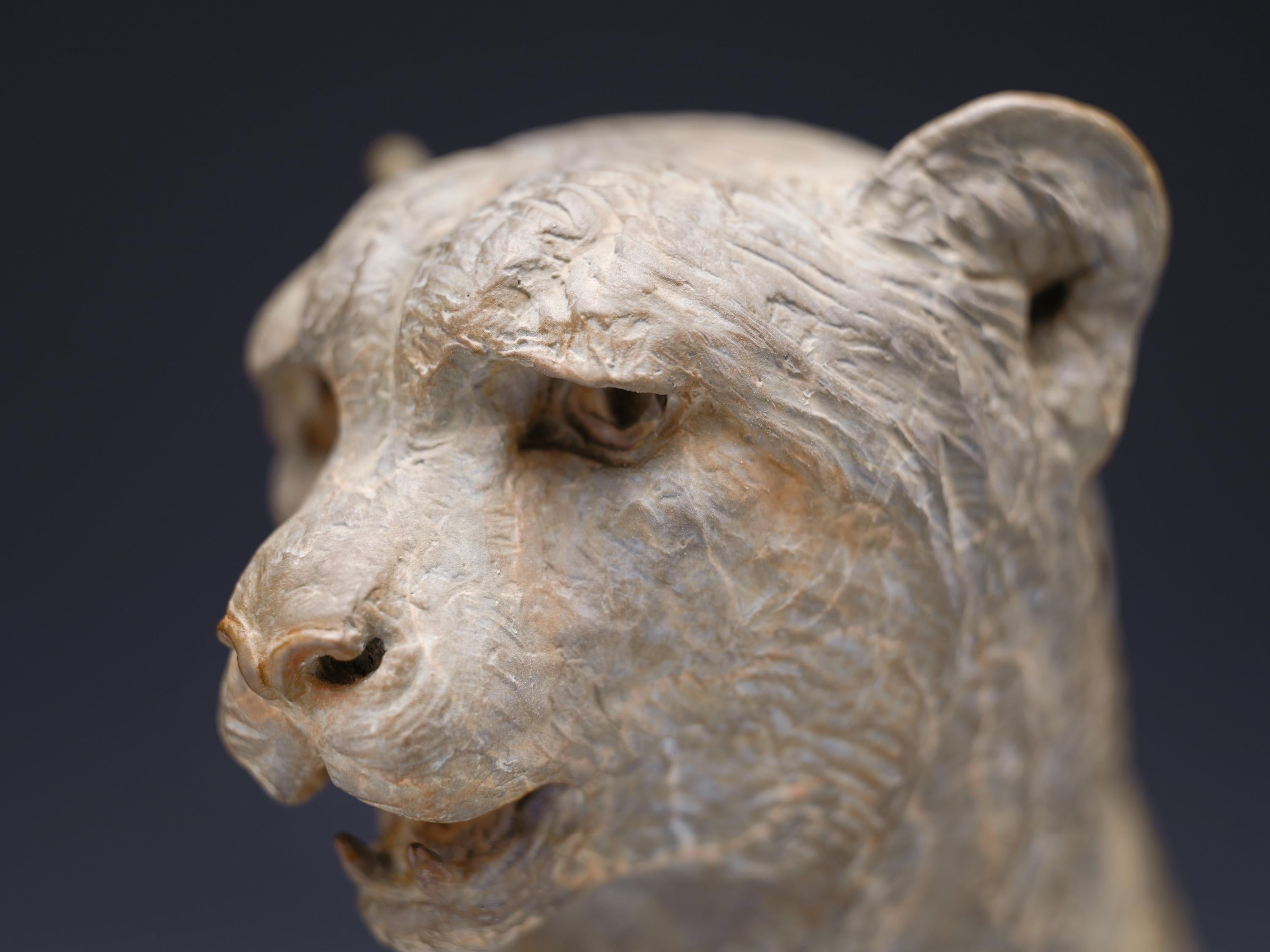 Cheetah Bust, Atelier For Sale 3