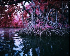 Mangrove I