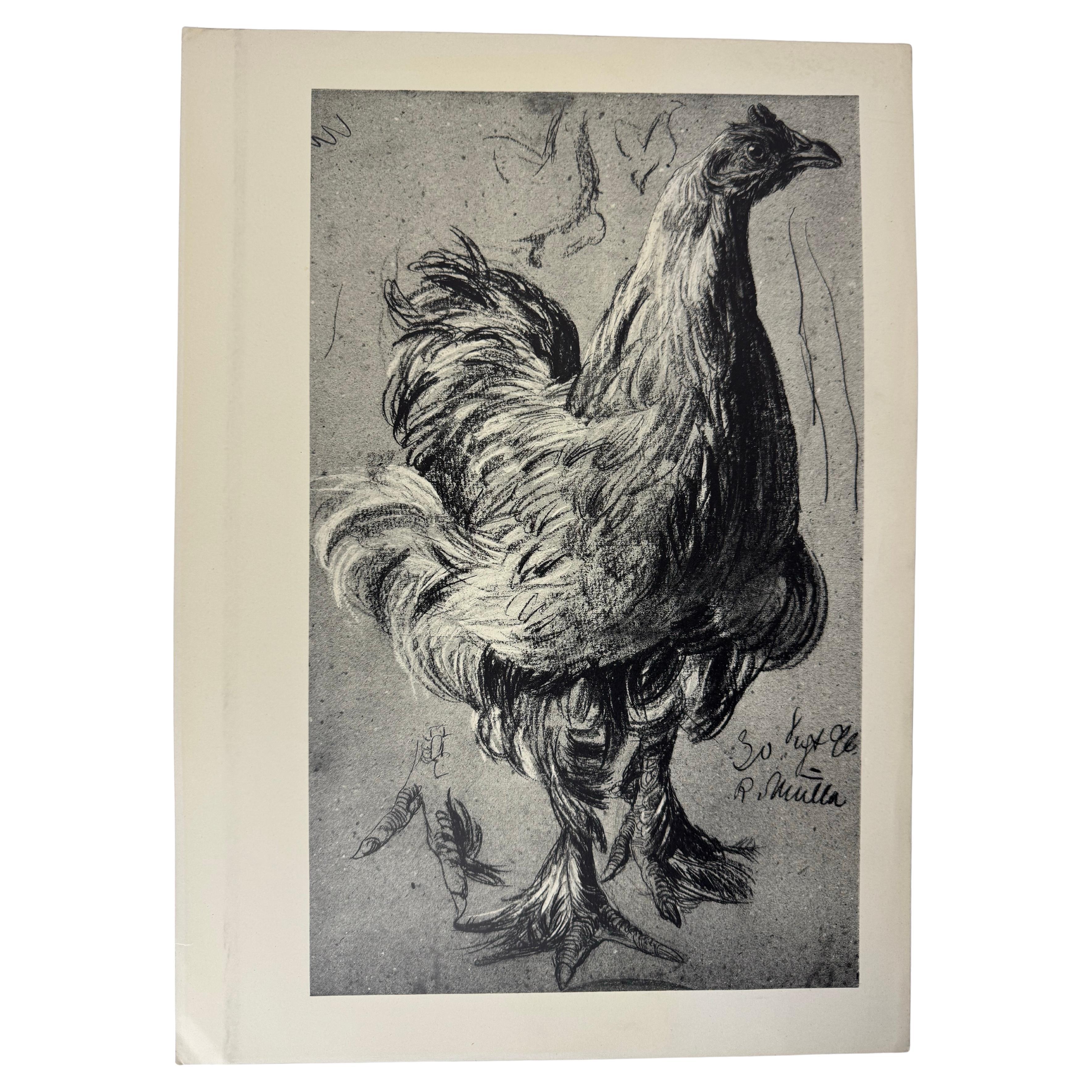Richard Müller Signed Rooster Study Lithograph, Dated 1902, German Academic Art For Sale